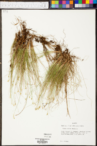 Carex eburnea image