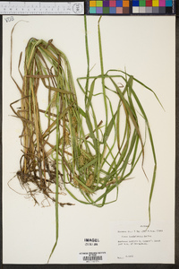 Carex louisianica image