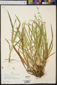 Carex laxiculmis image