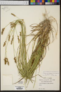 Carex muehlenbergii var. enervis image