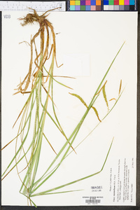 Carex mitchelliana image