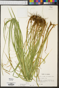 Carex mitchelliana image