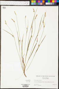 Carex styloflexa image