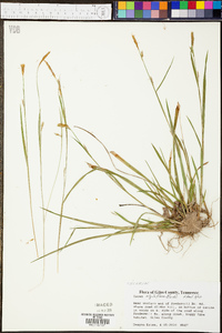 Carex styloflexa image