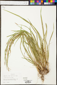 Carex styloflexa image