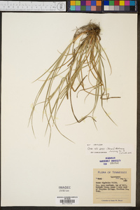 Carex swanii image