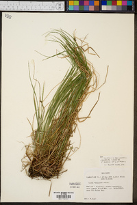 Carex virescens image