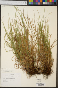 Carex swanii image