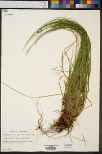 Carex swanii image