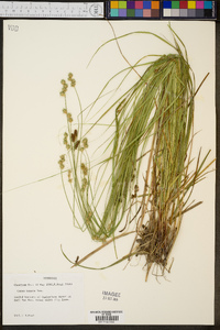 Carex tenera image