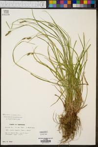 Carex swanii image