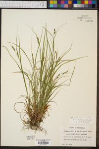 Carex swanii image