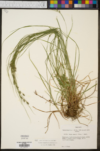 Carex swanii image