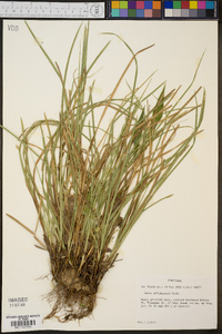 Carex willdenowii image