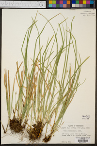 Carex willdenowii image