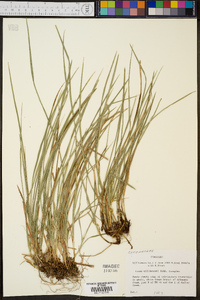 Carex willdenowii image