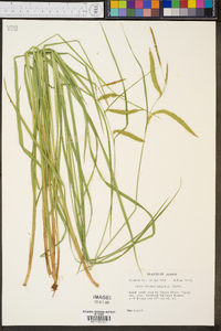 Carex mitchelliana image