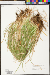 Carex picta image