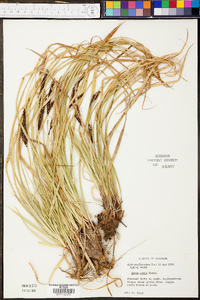 Carex picta image