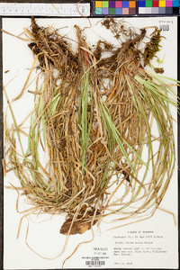 Carex picta image