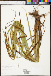 Carex gigantea image