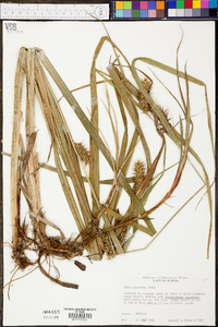 Carex gigantea image