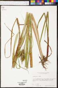 Carex gigantea image