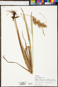 Carex gigantea image