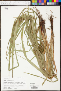 Carex gigantea image