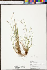 Carex godfreyi image