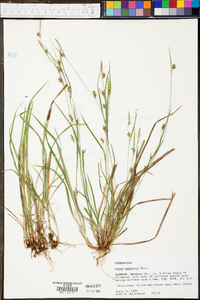 Carex godfreyi image