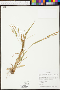 Carex glaucodea image