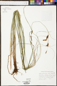 Carex glaucescens image