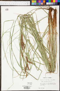 Carex glaucescens image