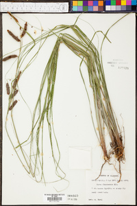 Carex glaucescens image