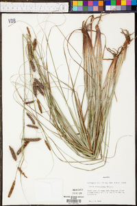 Carex glaucescens image