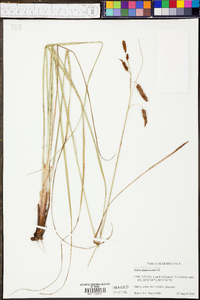 Carex glaucescens image