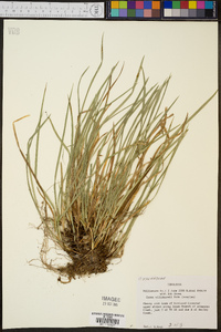 Carex willdenowii image