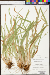 Carex abscondita image