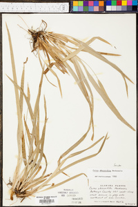 Carex abscondita image