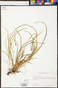 Carex abscondita image