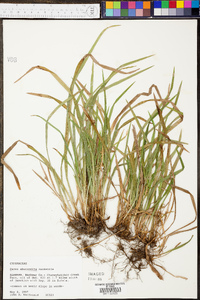 Carex abscondita image