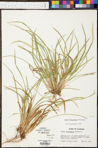 Carex abscondita image