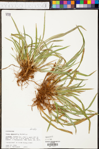 Carex abscondita image