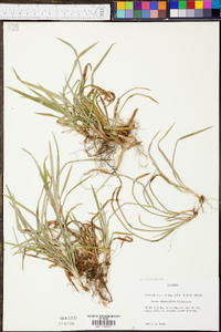 Carex abscondita image