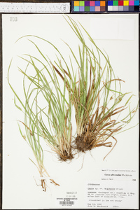 Carex abscondita image