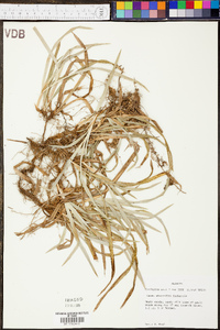 Carex abscondita image