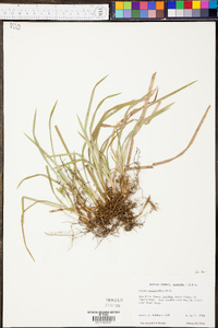 Carex abscondita image