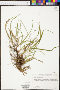 Carex abscondita image