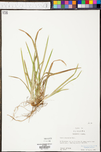 Carex abscondita image